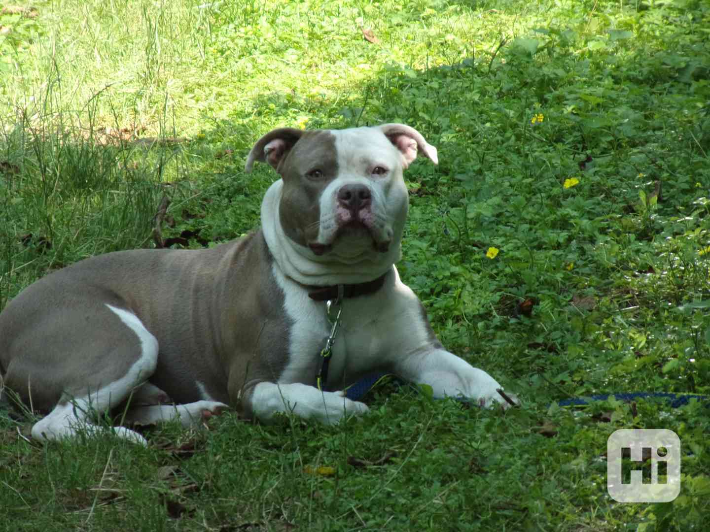 Připuštění psa - foto 1