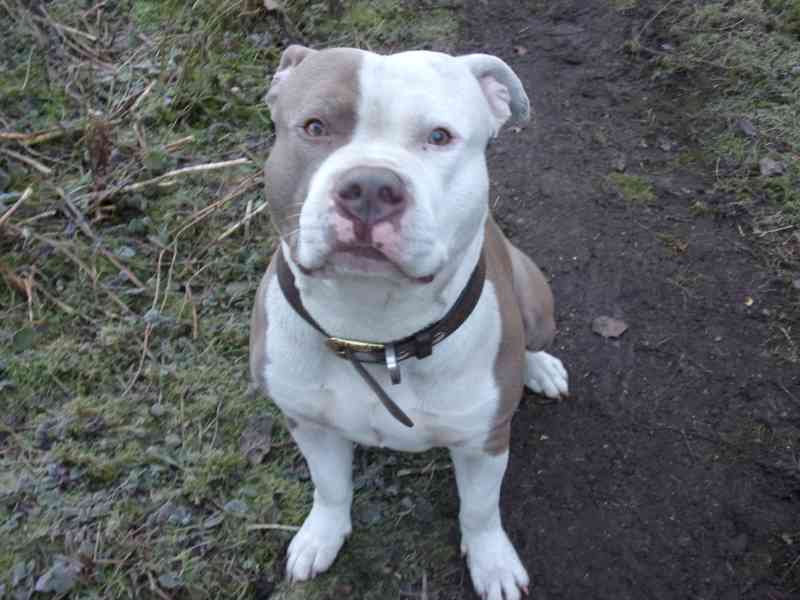 Připuštění psa - foto 3