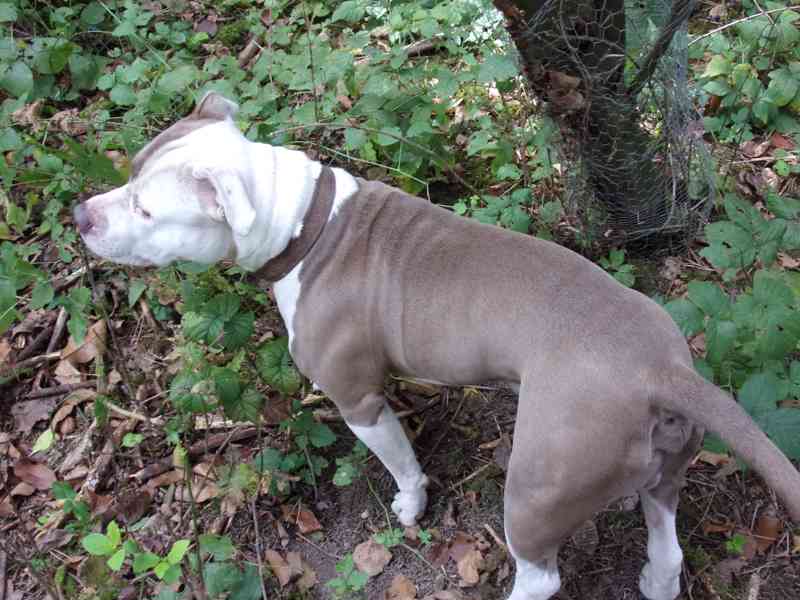 Připuštění psa - foto 2