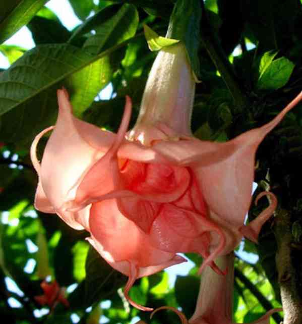 Řízek Brugmansia Salmon perfektion - Andělská trumpeta