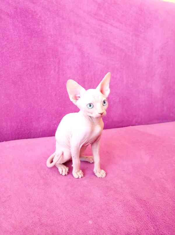 SPHYNX koťátko bez PP - foto 1