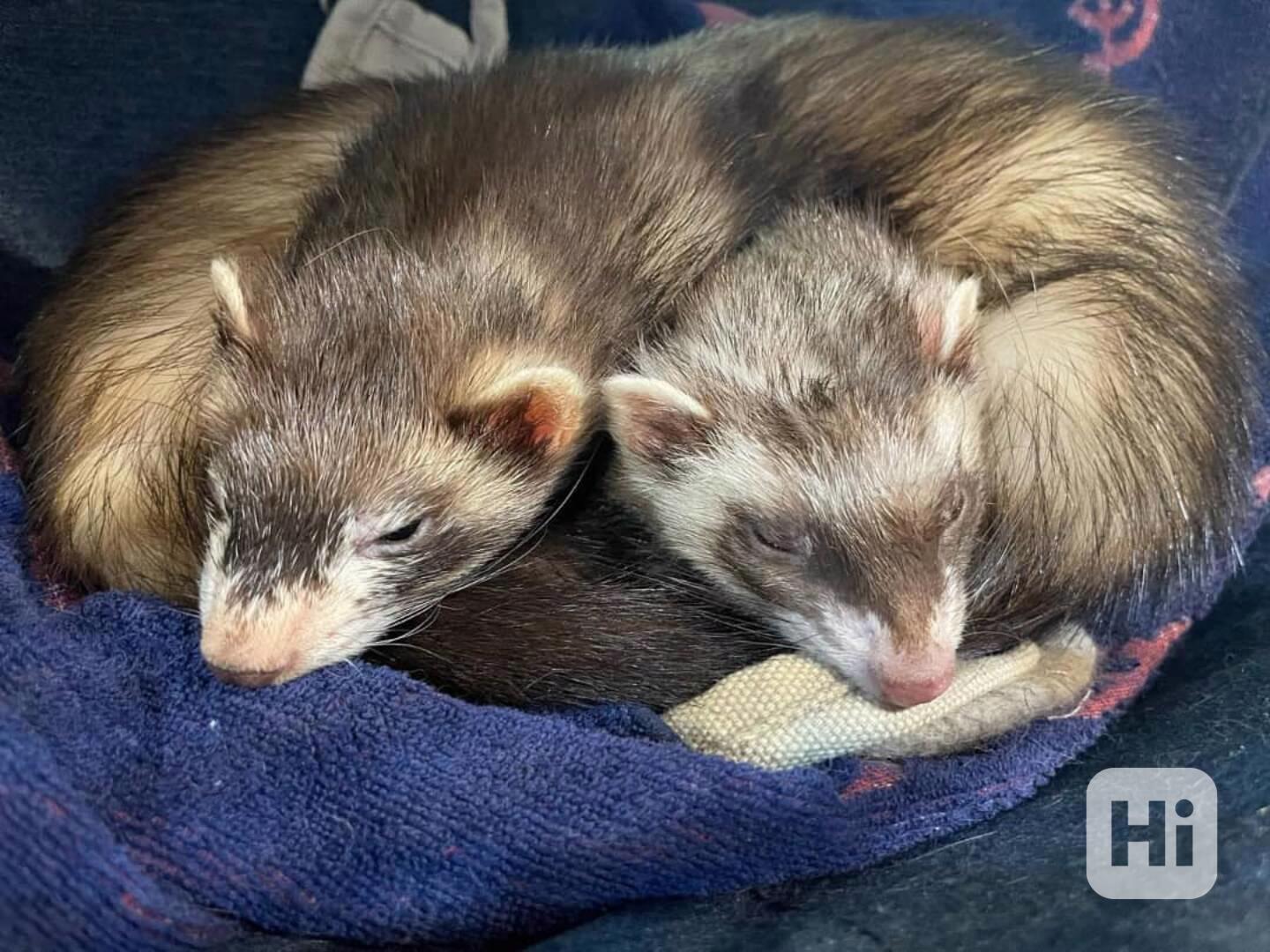 Úžasné krásné fretky - foto 1