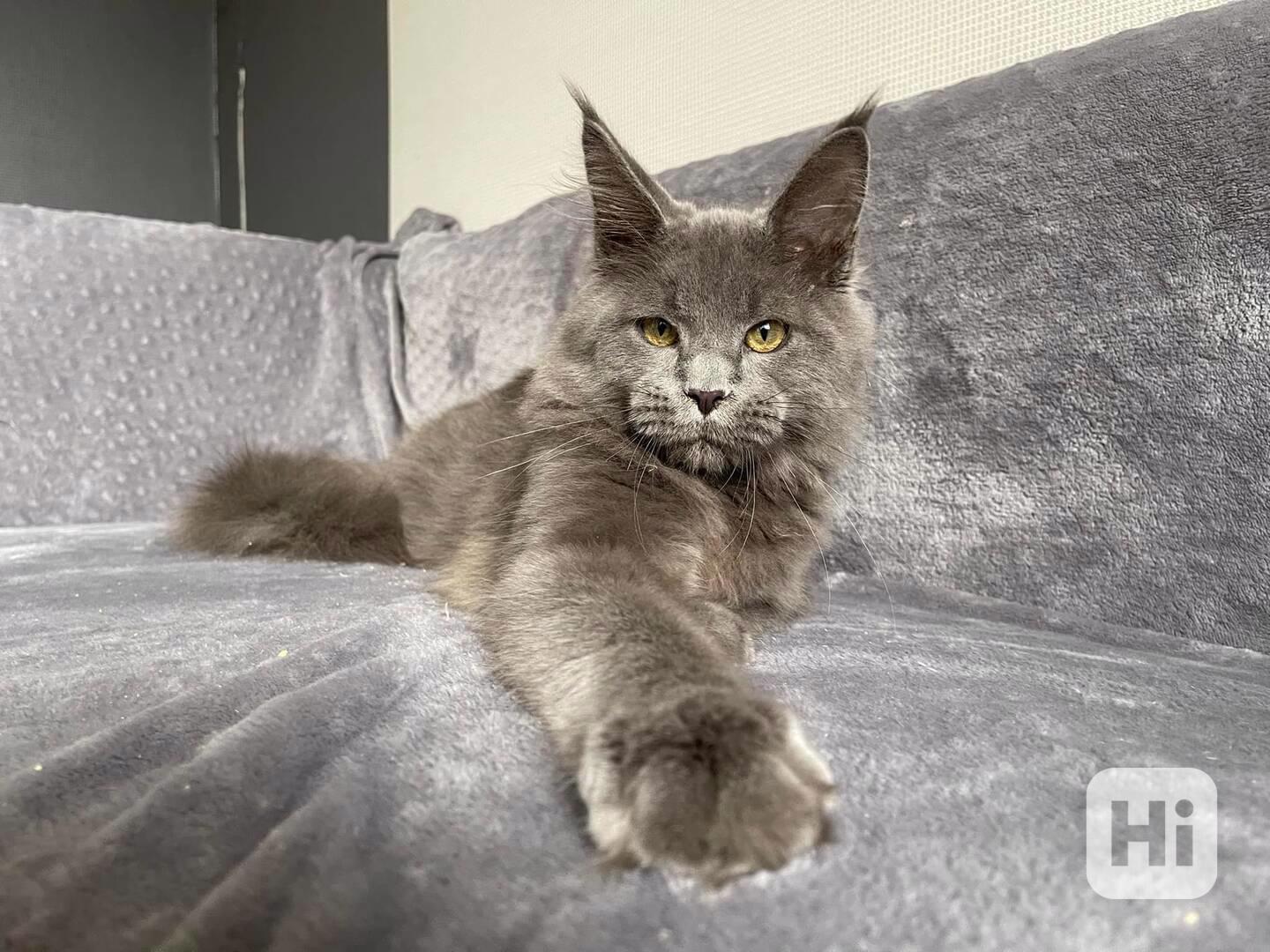 Koťátka Mainské mývalí kočky k adopci - foto 1