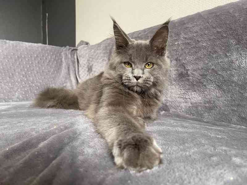 Koťátka Mainské mývalí kočky k adopci - foto 1