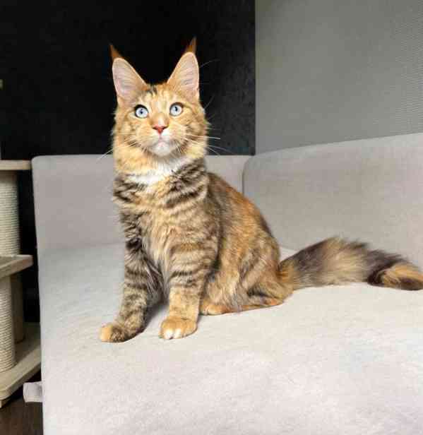 Koťátka Mainské mývalí kočky k adopci - foto 2