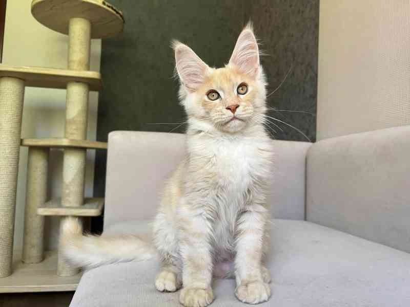 Koťátka Mainské mývalí kočky k adopci - foto 3