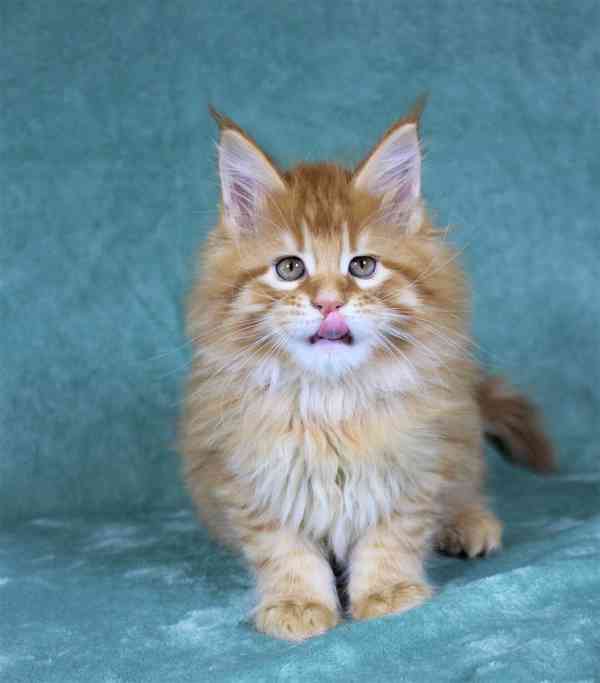 Koťátka Mainské mývalí kočky k adopci - foto 4