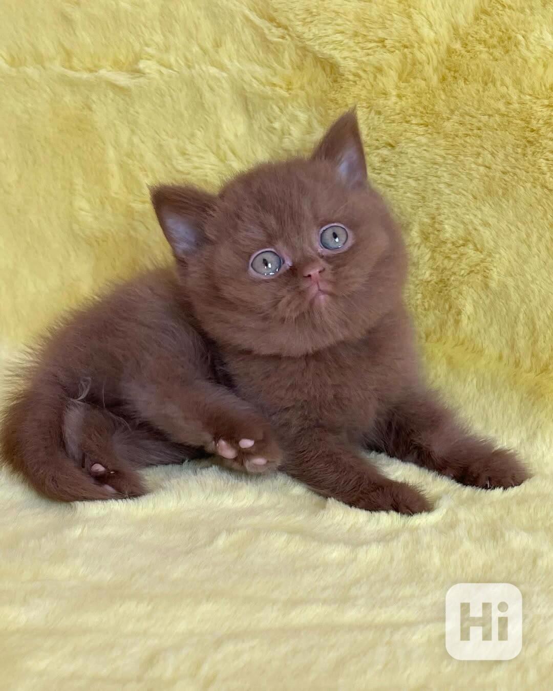 Koťátka plemene Munchkin hledají nový domov - foto 1