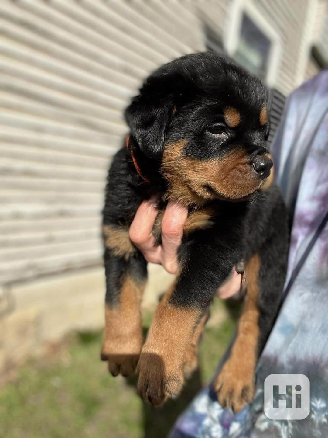 Dárek štěňata rotvajlera k adopci zdarma    - foto 1