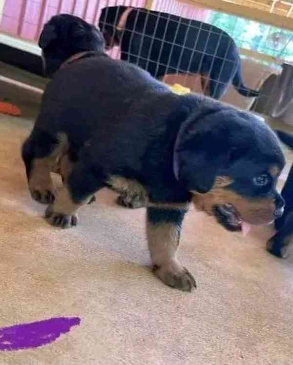 Dárek štěňata rotvajlera k adopci zdarma    - foto 3