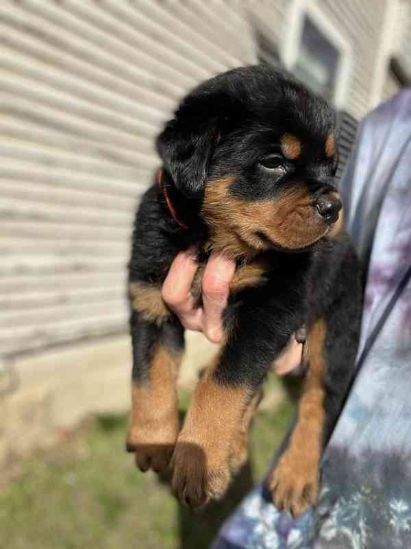 Dárek štěňata rotvajlera k adopci zdarma    - foto 1