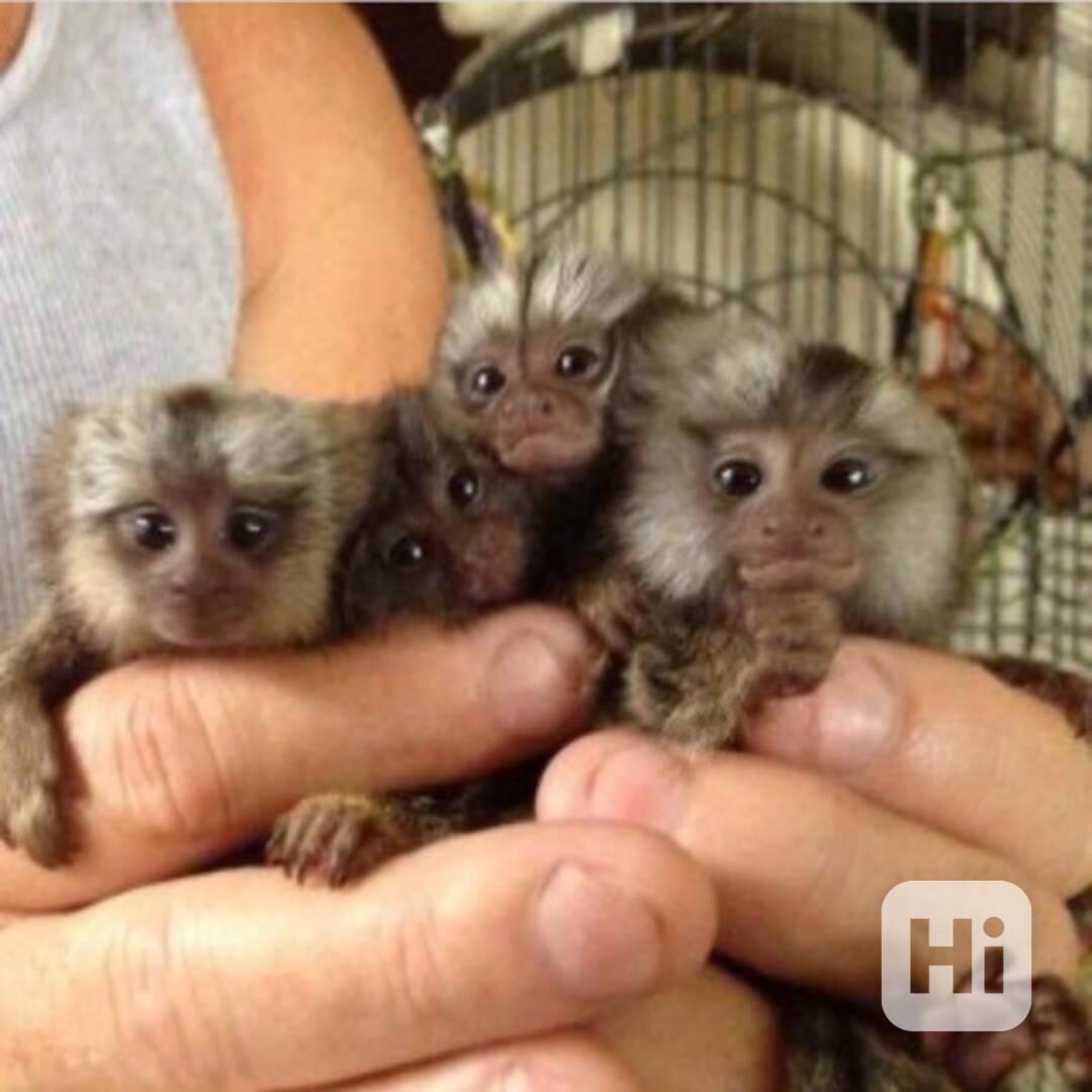 rozkošné opice kosmani trpaslíci - foto 1