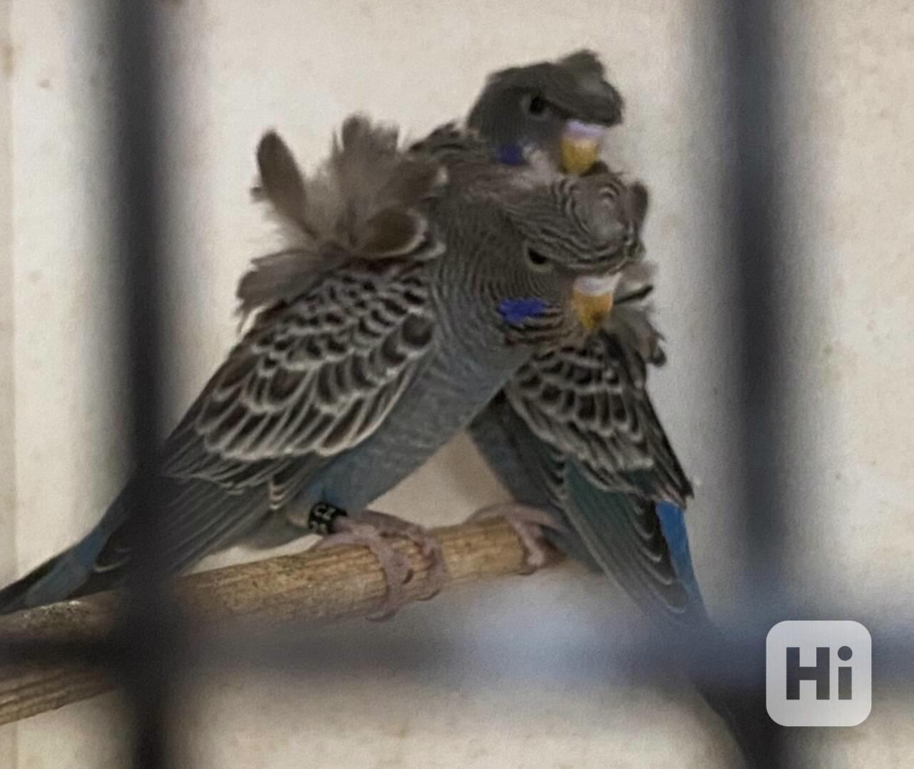 Andulka Blackface Hagoromo  - foto 1