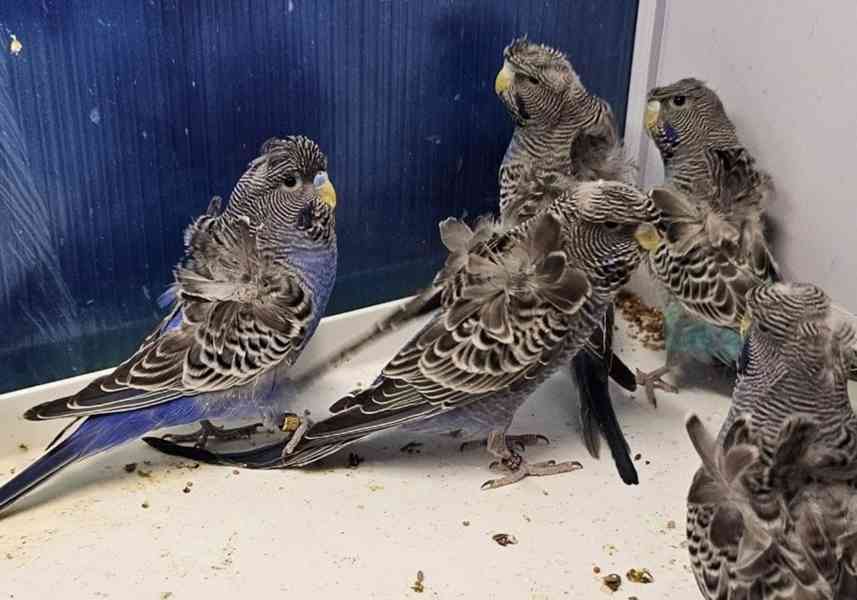 Andulka Blackface Hagoromo  - foto 2