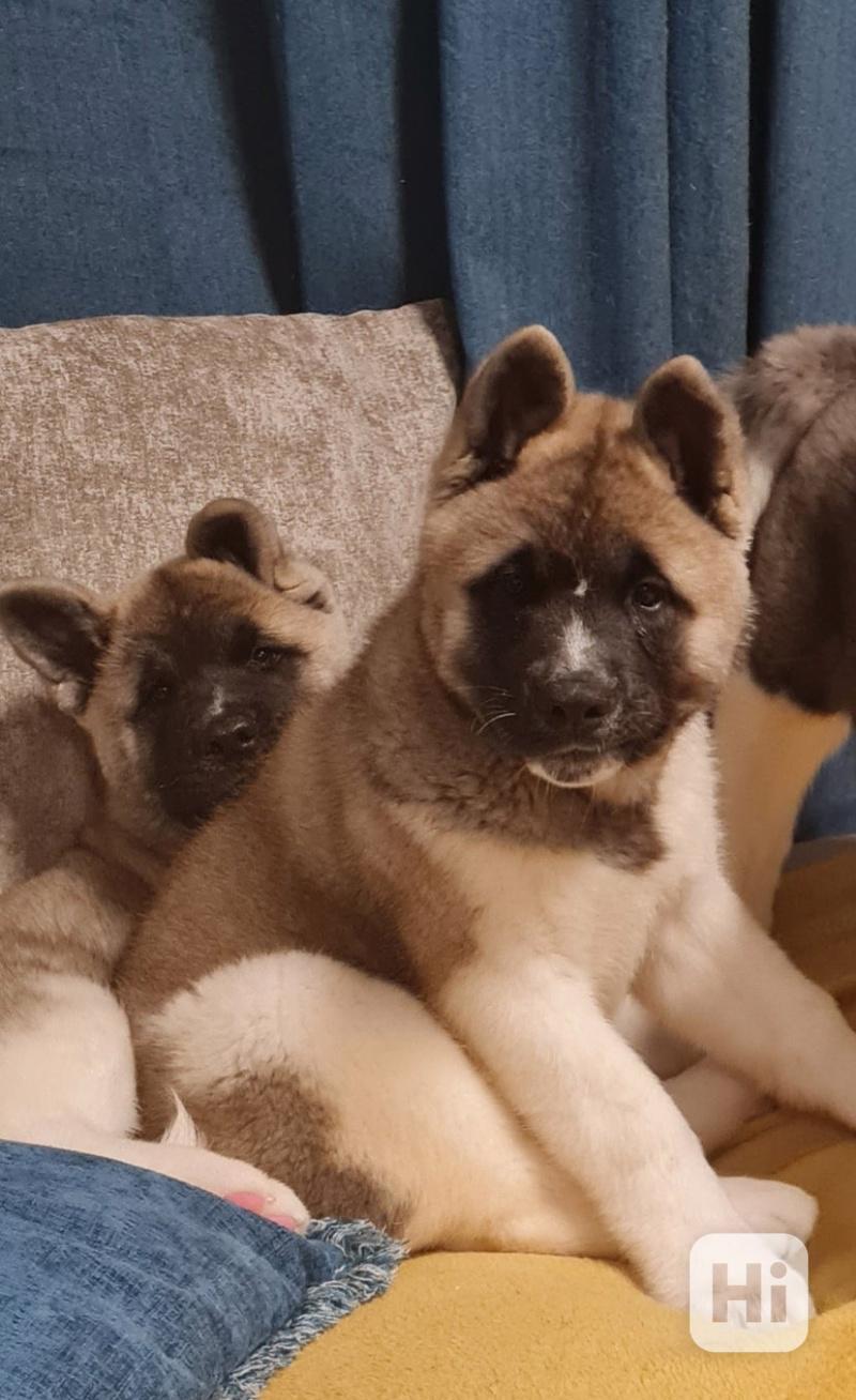 Štěňata akity registrovaná - foto 1