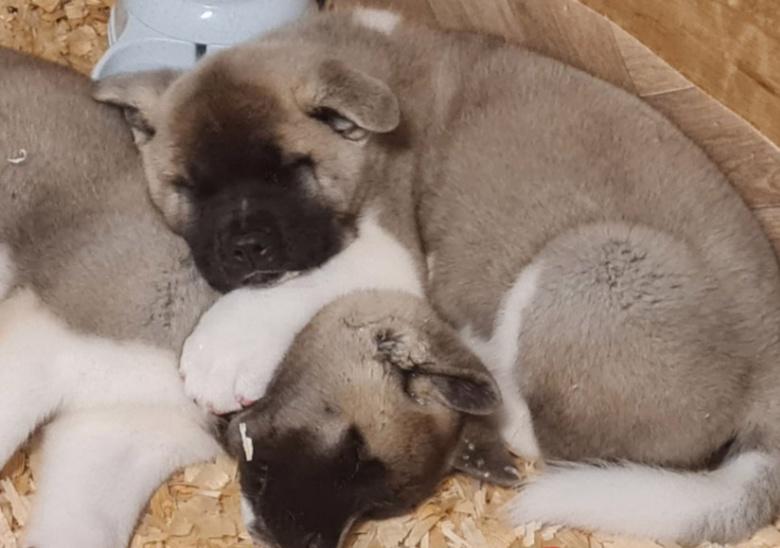 Štěňata akity registrovaná - foto 2