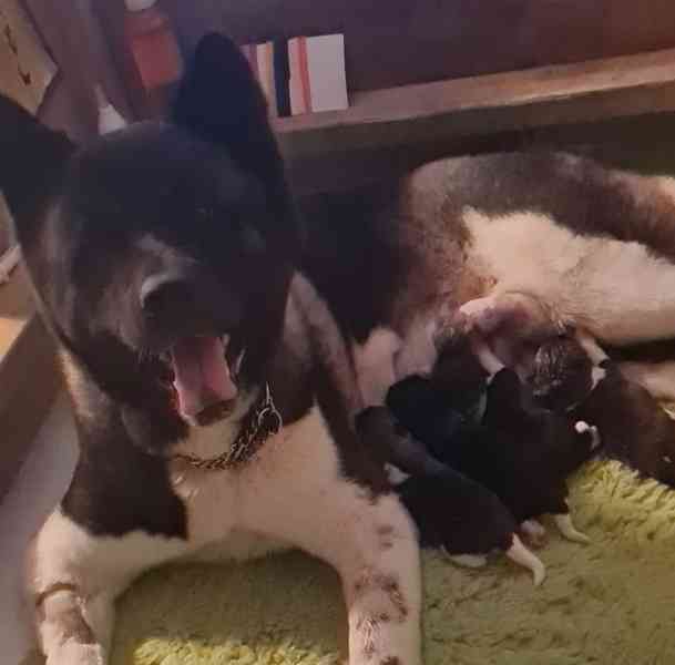 Štěňata akity registrovaná - foto 3