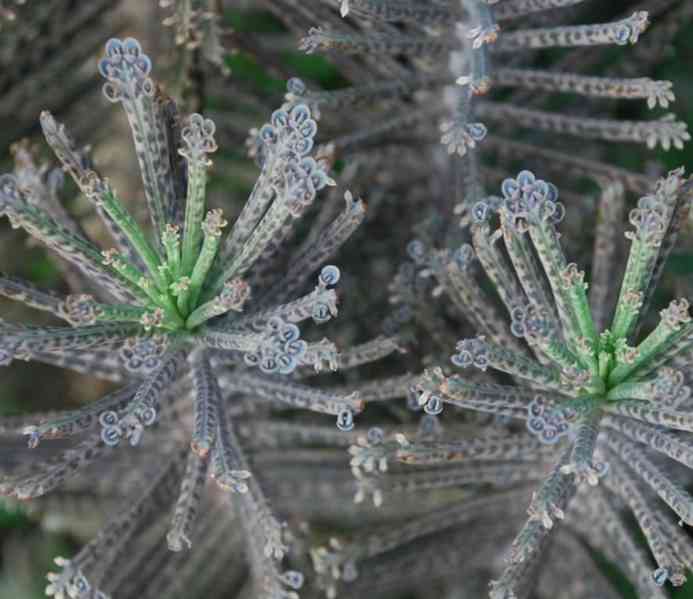 Kalanchoe delagoensis - Bryophyllum tubiflorum - sazeničky - foto 3