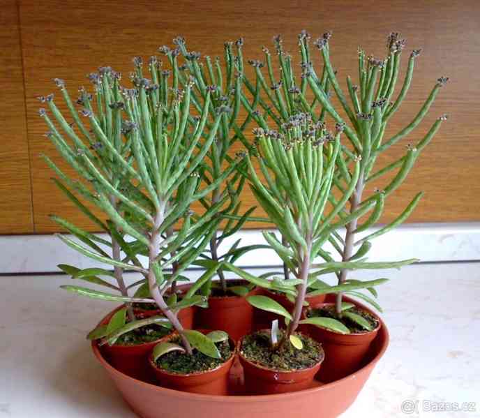 Kalanchoe delagoensis - Bryophyllum tubiflorum - sazeničky - foto 2