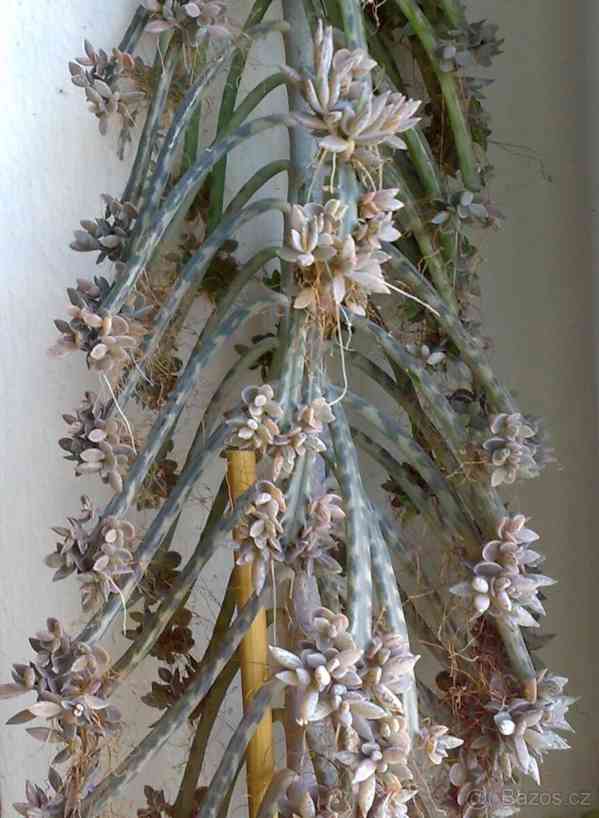 Kalanchoe delagoensis - Bryophyllum tubiflorum - sazeničky - foto 4