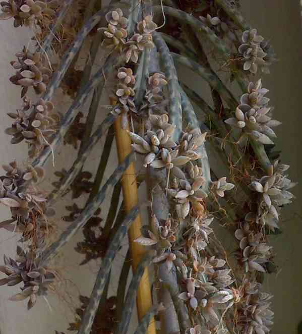 Kalanchoe delagoensis - Bryophyllum tubiflorum - sazeničky - foto 1