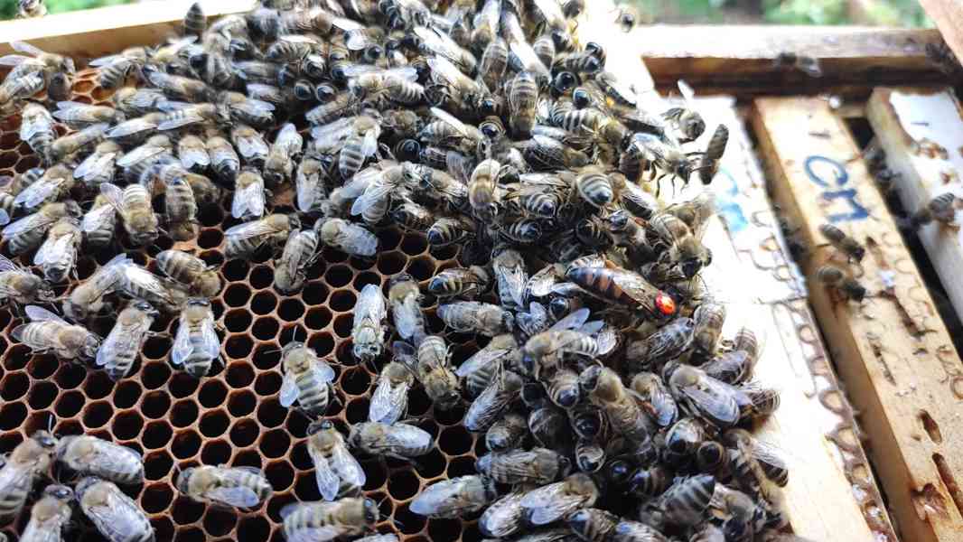 Vyzimované včely na rámku 39x24 (na 9-10 rámcích) - foto 3