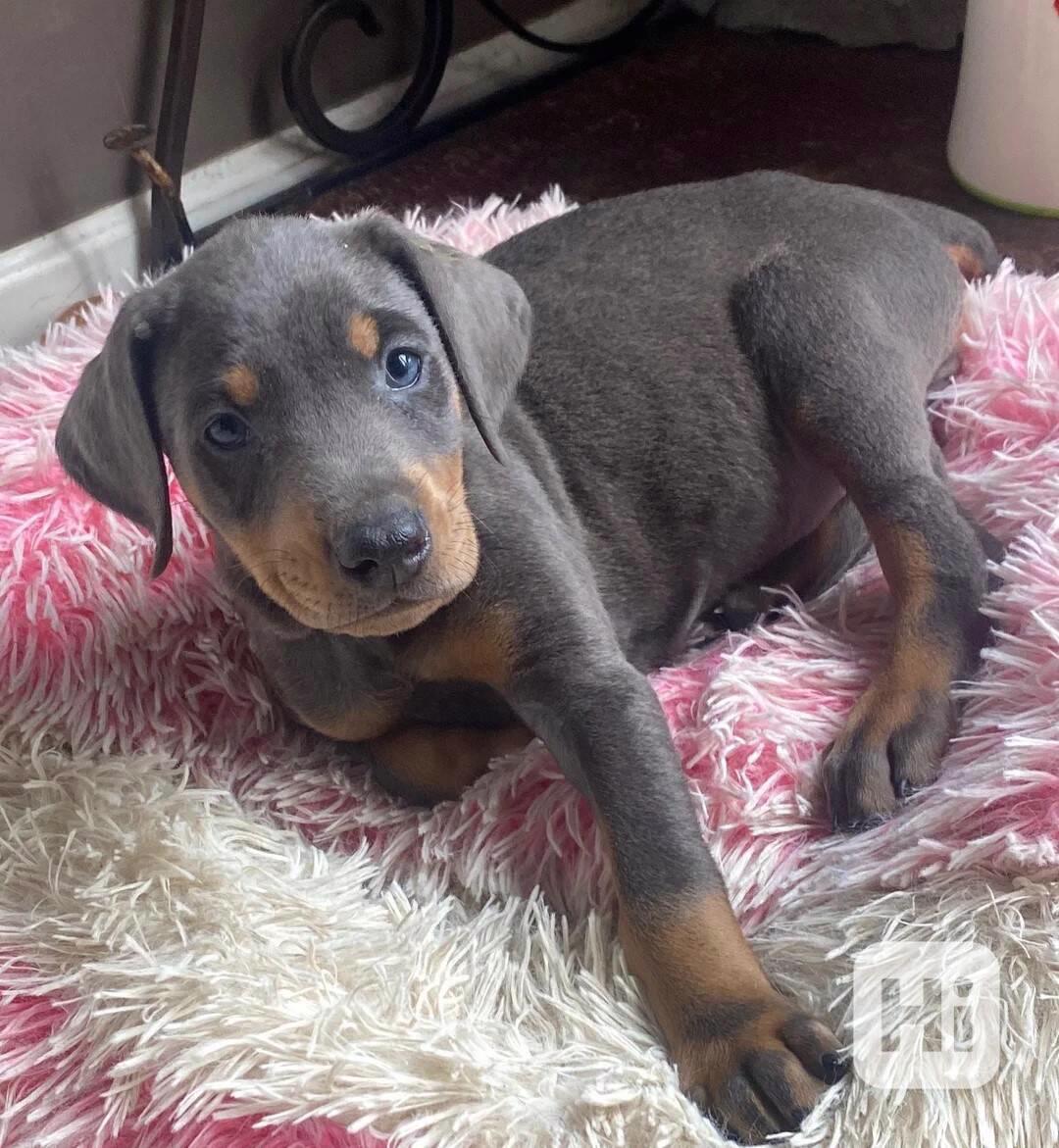 Štěňata dobermana - foto 1