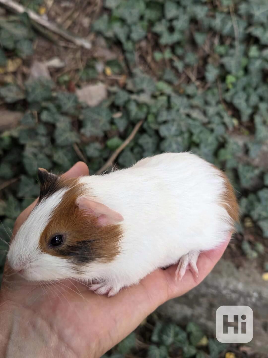 Morče - malé morčátko k ochočení - foto 1