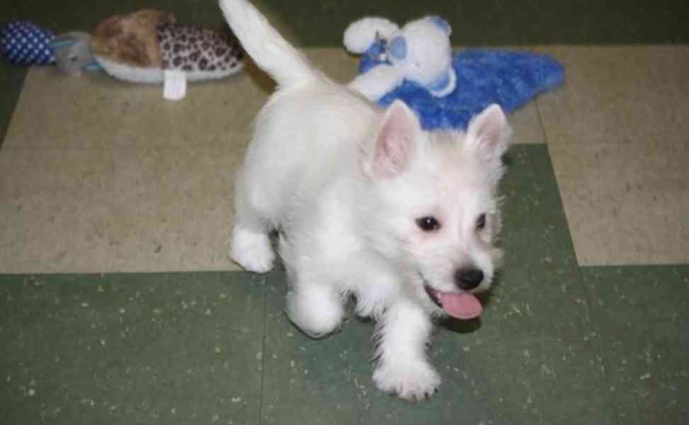 Rodokmen Westhighland White Terrierů. - foto 1
