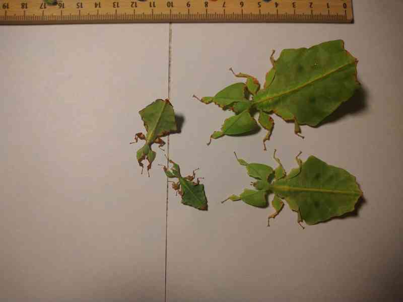 phyllium giganteum - foto 1