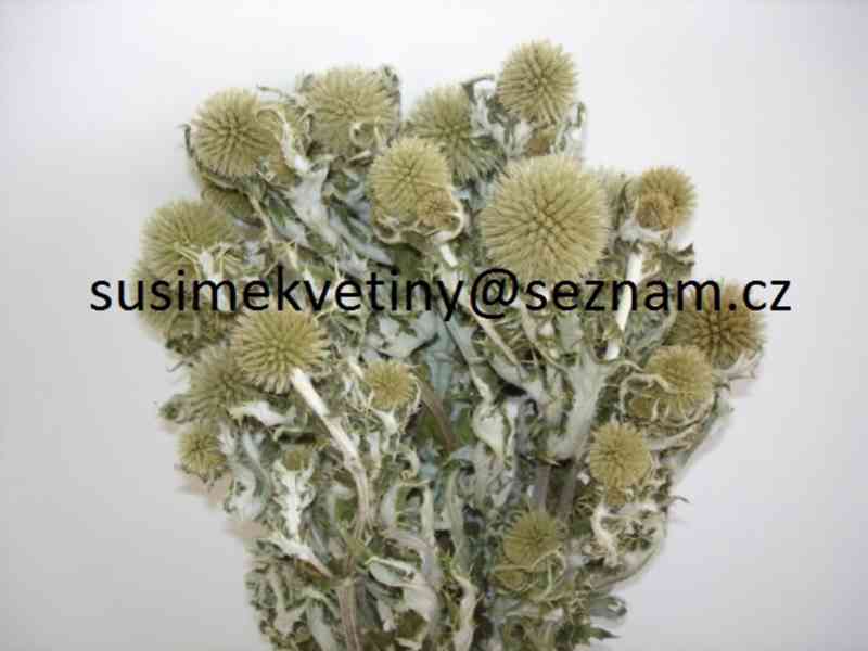 Sušené květiny - po celý rok - foto 8