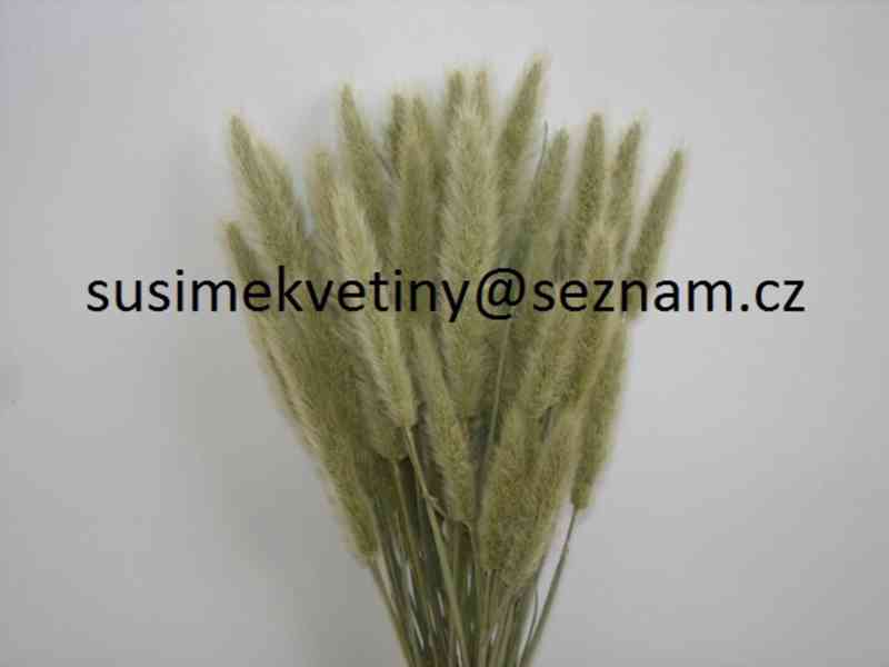 Sušené květiny - po celý rok - foto 7