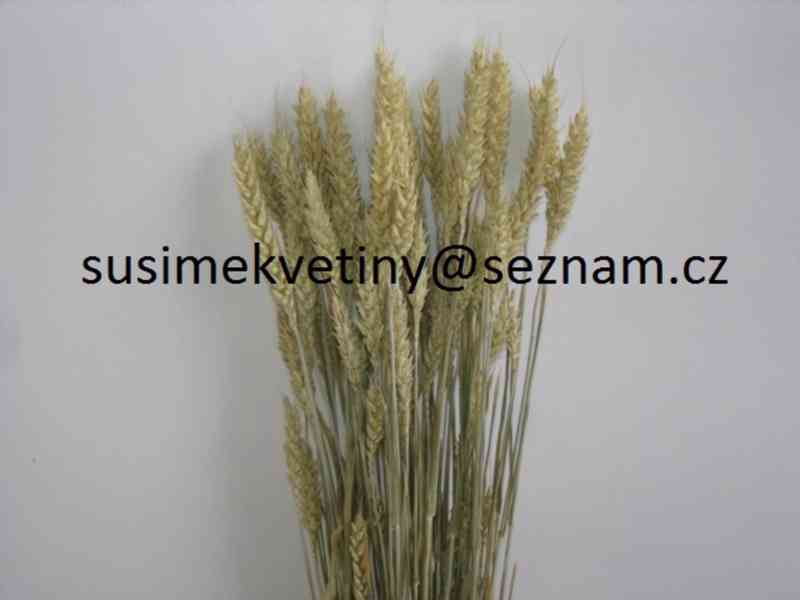 Sušené květiny - po celý rok - foto 22