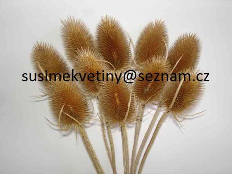 Sušené květiny - po celý rok - foto 5