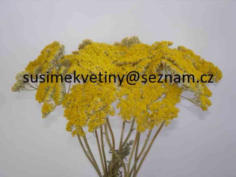 Sušené květiny - po celý rok - foto 23