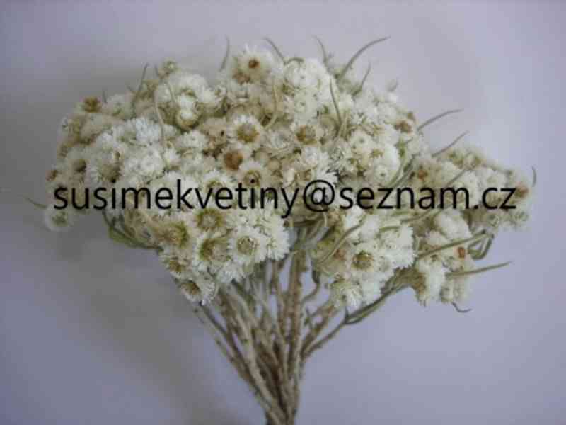Sušené květiny - po celý rok - foto 20