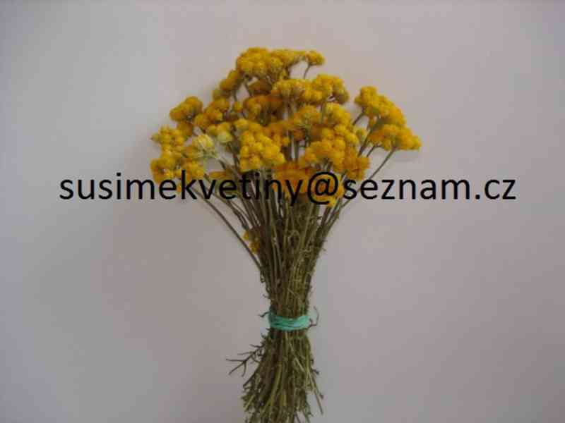 Sušené květiny - po celý rok - foto 16