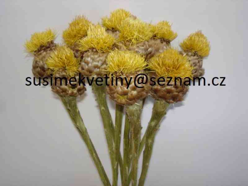 Sušené květiny - po celý rok - foto 12