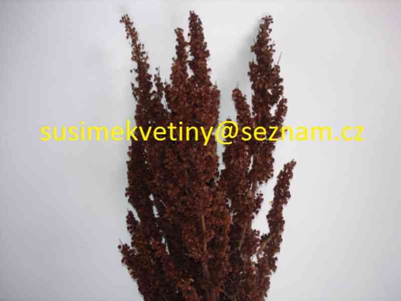 Sušené květiny - po celý rok - foto 6