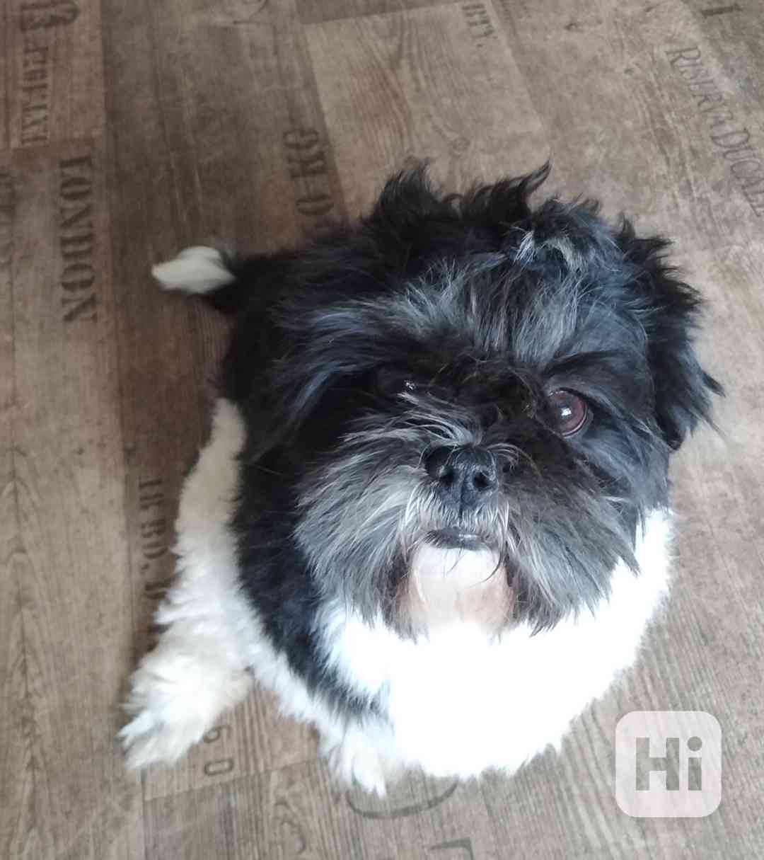 Krytí Shih-tzu  - foto 1