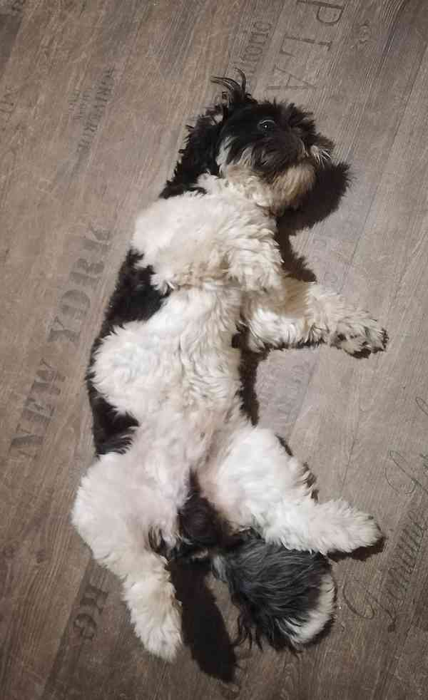 Krytí Shih-tzu  - foto 3