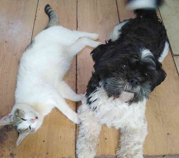 Krytí Shih-tzu  - foto 2