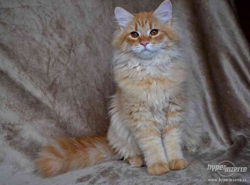CHS prodá sibiřská koťátka a koťátka něvské maškarády s PP - foto 1
