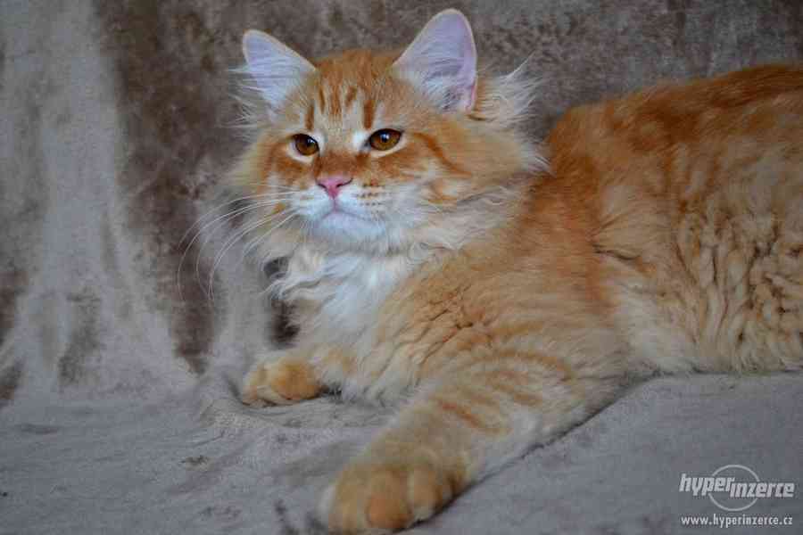 CHS prodá sibiřská koťátka a koťátka něvské maškarády s PP - foto 2