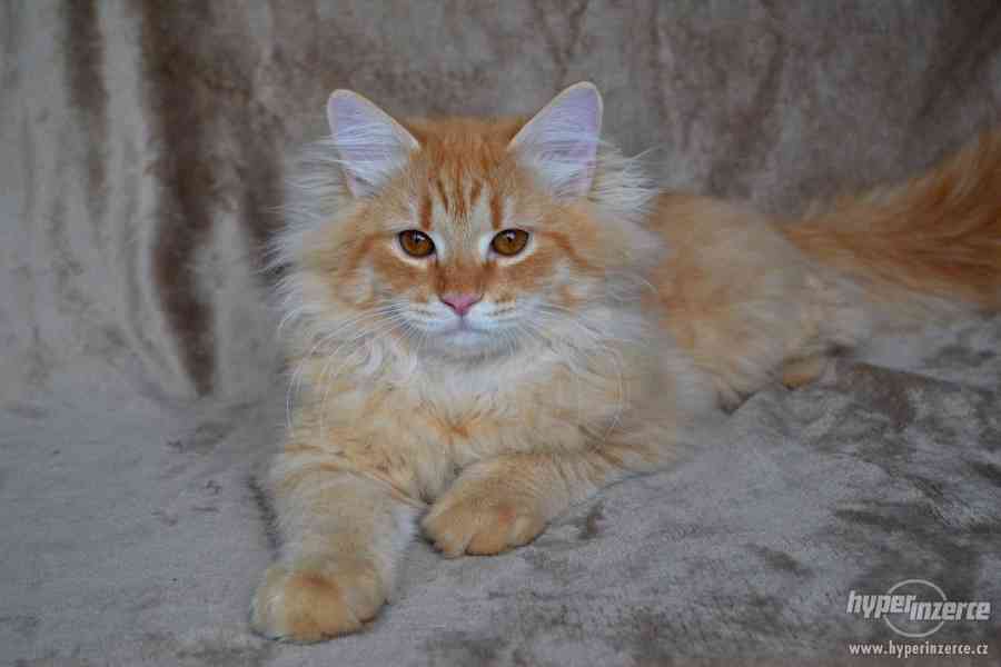 CHS prodá sibiřská koťátka a koťátka něvské maškarády s PP - foto 3