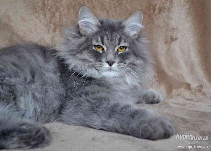 CHS prodá sibiřská koťátka a koťátka něvské maškarády s PP - foto 4