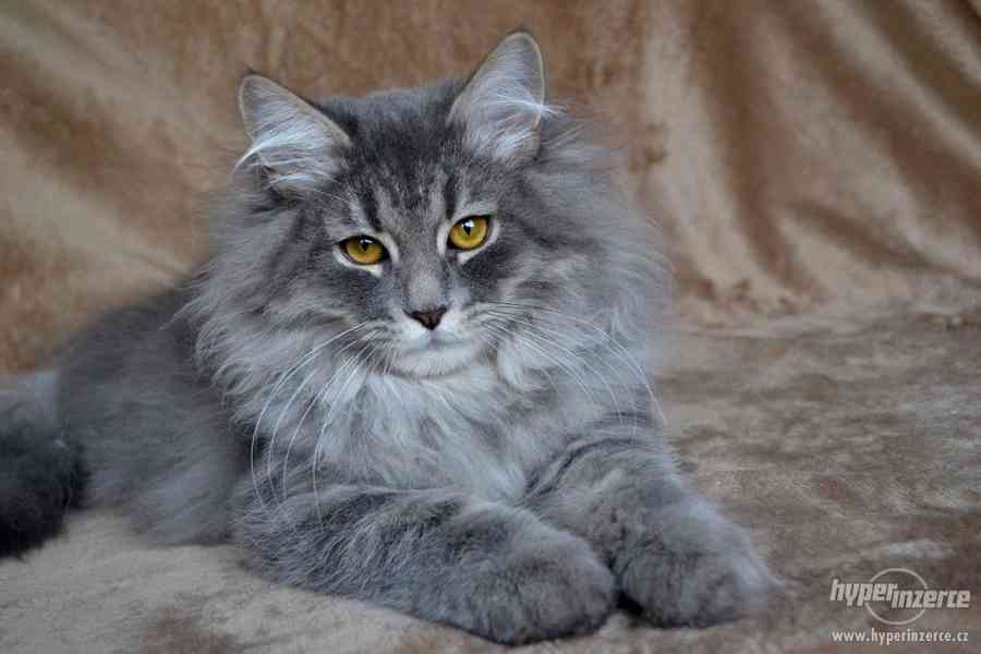 CHS prodá sibiřská koťátka a koťátka něvské maškarády s PP - foto 5