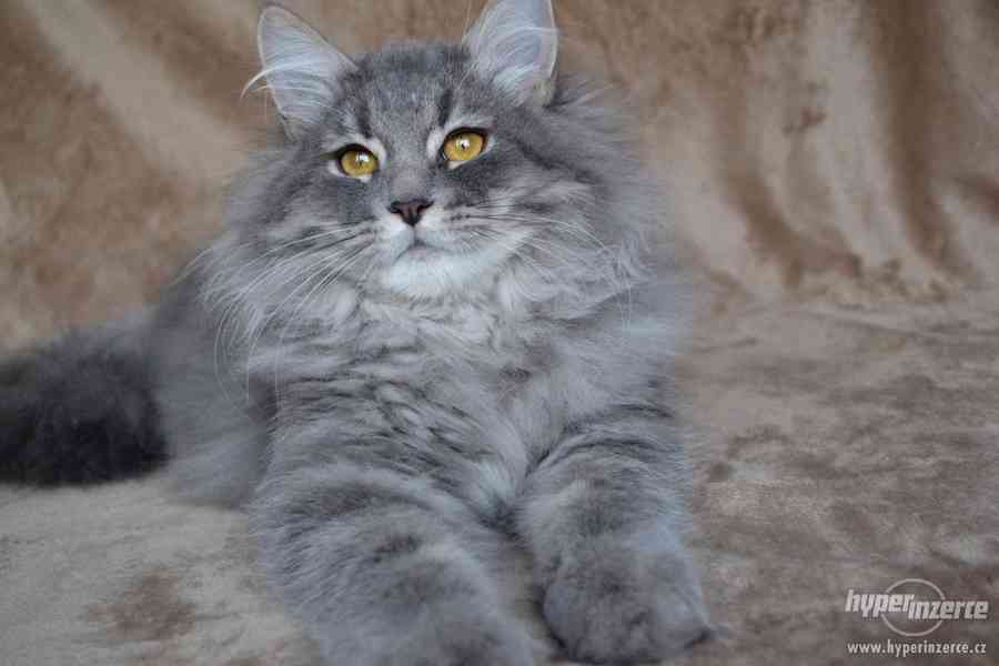 CHS prodá sibiřská koťátka a koťátka něvské maškarády s PP - foto 6