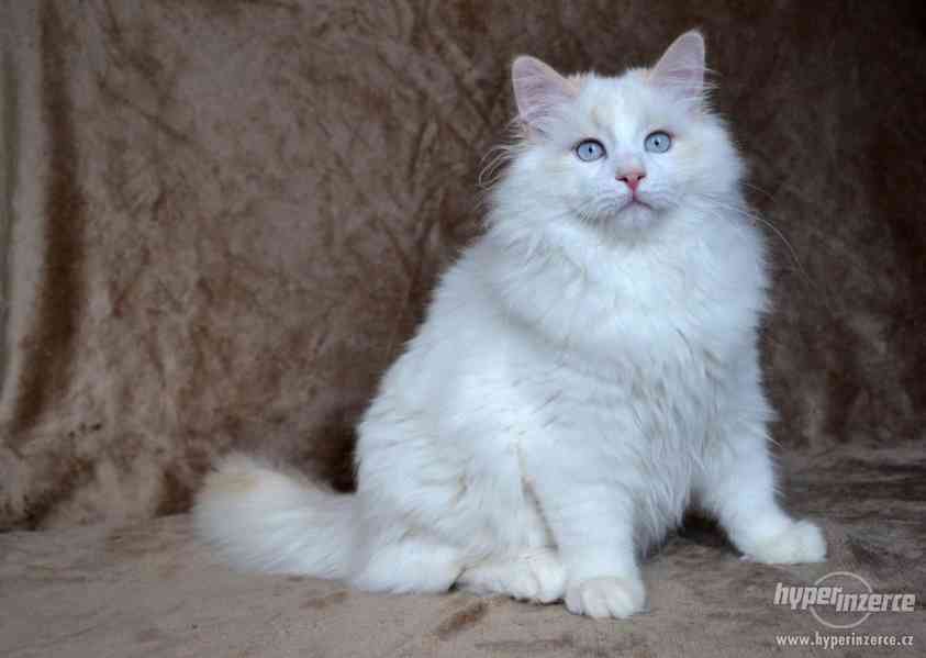 CHS prodá sibiřská koťátka a koťátka něvské maškarády s PP - foto 7