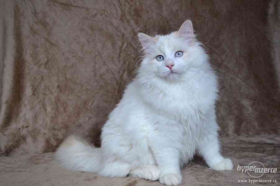 CHS prodá sibiřská koťátka a koťátka něvské maškarády s PP - foto 8